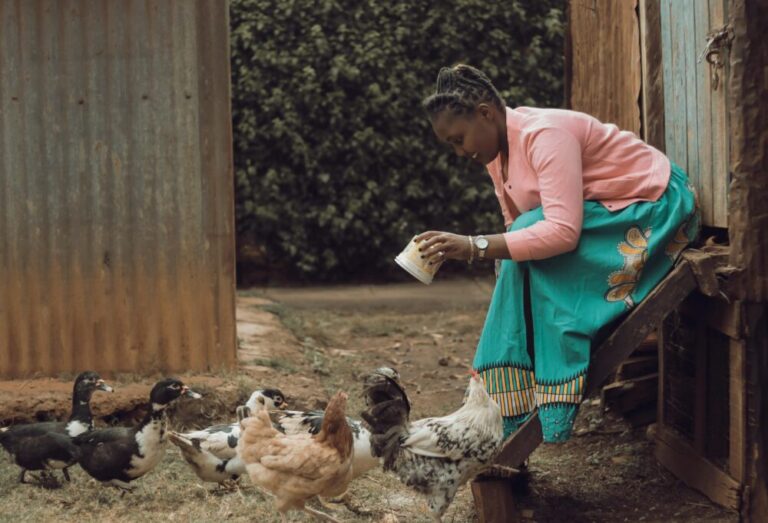 “My Chicken Stopped Dying Mysteriously After My Wife Told Me To Do This,” Nigerian Farmer Reveals Secret